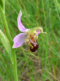 Ophrys apifera